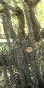 Hoodia photo.png