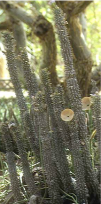 Hoodia photo.png